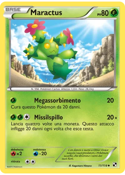 Maractus