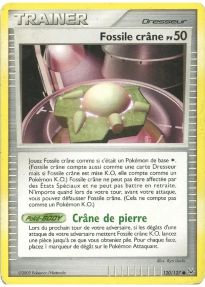 Fossile crâne