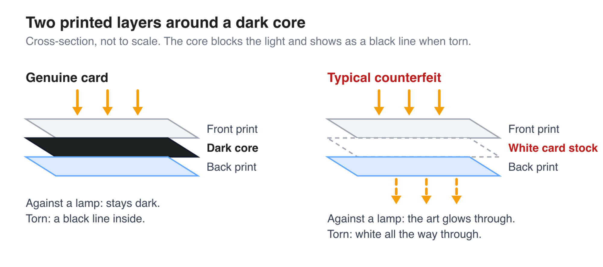 Cross-section of a genuine card with its dark core next to a counterfeit printed on plain white stock.